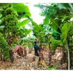 3 round of harvests are good enough for banana farmers before diseases approach?