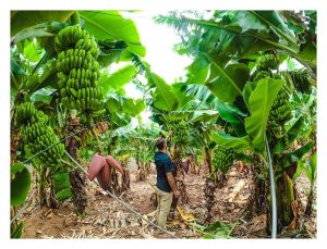 3 round of harvests are good enough for banana farmers before diseases approach?