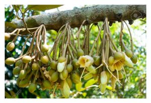 Any scientic proof that get rid of first time durian flowers would benefit the tree in coming harvest?