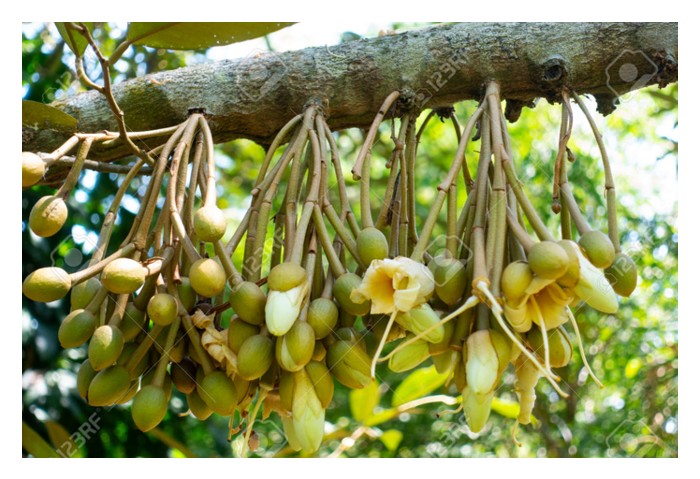You are currently viewing Any scientic proof that get rid of first time durian flowers would benefit the tree in coming harvest?