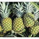 Many farmers turn to MD2 pineapple farming due to safe and possibly better returns compared to durian?