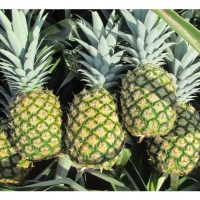 Many farmers turn to MD2 pineapple farming due to safe and possibly better returns compared to durian?