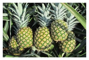 Many farmers turn to MD2 pineapple farming due to safe and possibly better returns compared to durian?