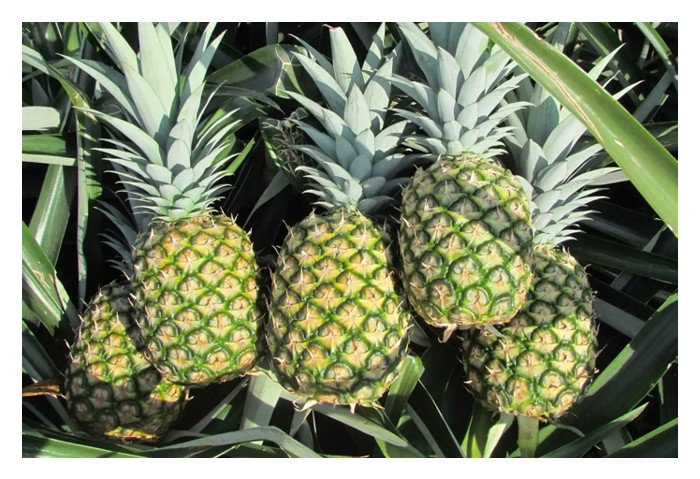Read more about the article Many farmers turn to MD2 pineapple farming due to safe and possibly better returns compared to durian?