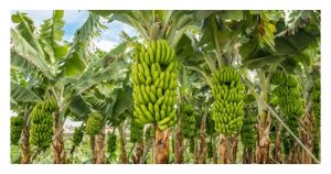 Banana or Papaya — Which is the Better Bet for Malaysian Farmers?