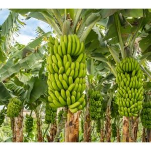 Banana or Papaya — Which is the Better Bet for Malaysian Farmers?