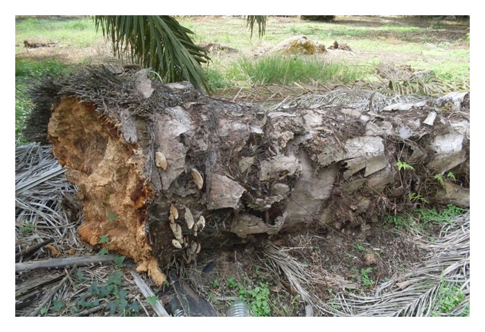 You are currently viewing Precaution is better than cure : The case of Ganoderma disease in oil palm that requires immediate attention