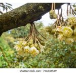 Thinning durian flowers would encourage more formation of fruitlets?
