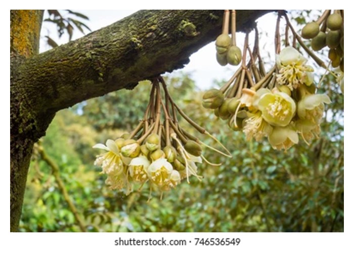 You are currently viewing Thinning durian flowers would encourage more formation of fruitlets?