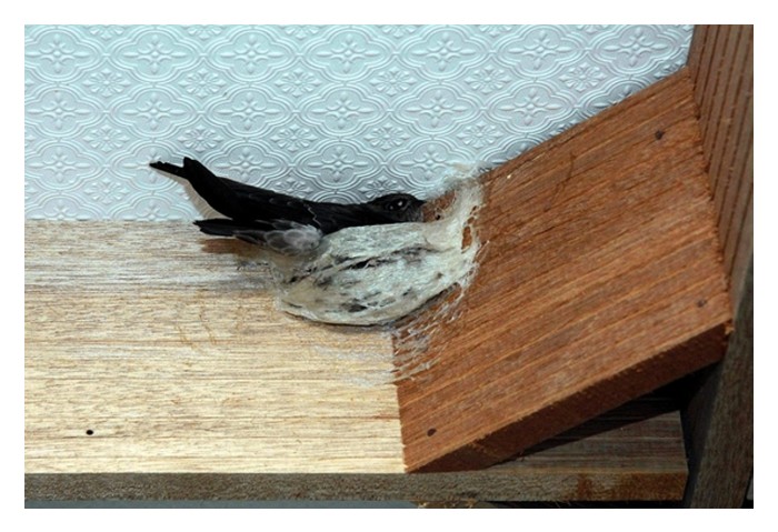 You are currently viewing Pemilihan lokasi semula jadi serta kaya dengan sumber makanan merupakan syarat utama kejayaan penternakan burung walit?