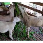 Apa kelebihan menternak bebiri di Malaysia berbanding kambing?