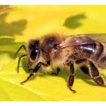 Kenapa lebah mellifera (Apis mellifera) antara lebah madu yang paling cekap dan produktif dalam penghasilan madu dan produk sampingan?