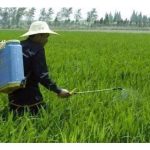 Baja Foliar & Hormon Tumbuhan — “Rahsia Senyap” Keberkesanan Pesawah Moden