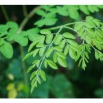 Moringa – Raja herba serba guna yang semakin digilai pasaran