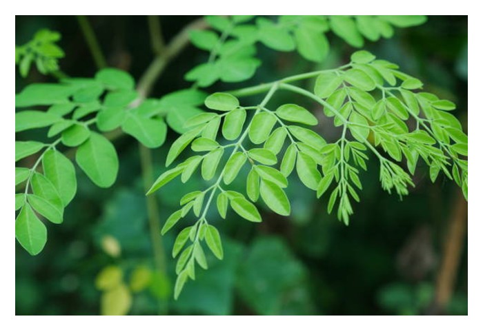 You are currently viewing Moringa – Raja herba serba guna yang semakin digilai pasaran