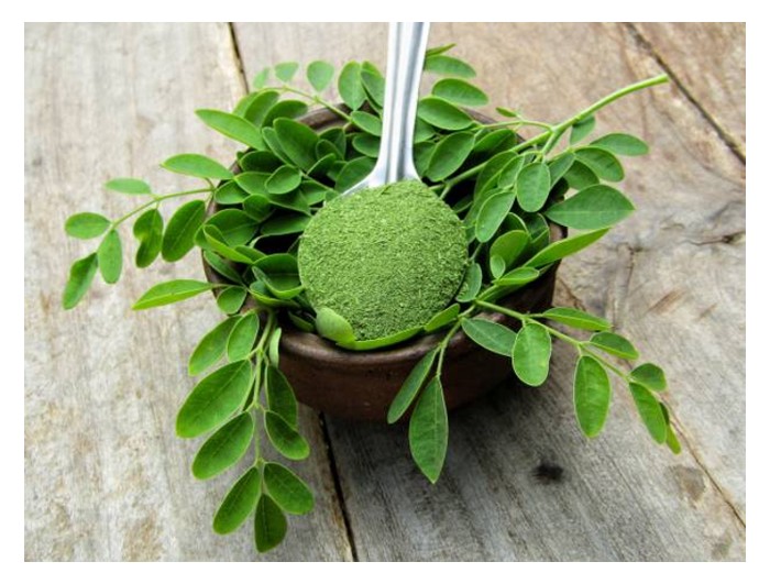 You are currently viewing Bolehkah moringa ditanam komersial dan menjana pendapatan berbaloi?