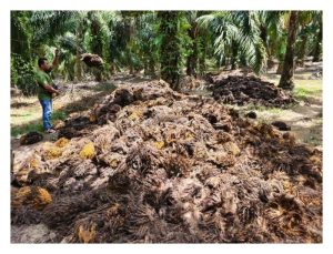 Pekebun kecil sawit mungkin sudah terlepas pandang kepentingan sungkupan biojisim sawit di kawasan sawit dalam menjimat kos baja dan potensi peningkatan hasil?