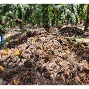 Pekebun kecil sawit mungkin sudah terlepas pandang kepentingan sungkupan biojisim sawit di kawasan sawit dalam menjimat kos baja dan potensi peningkatan hasil?