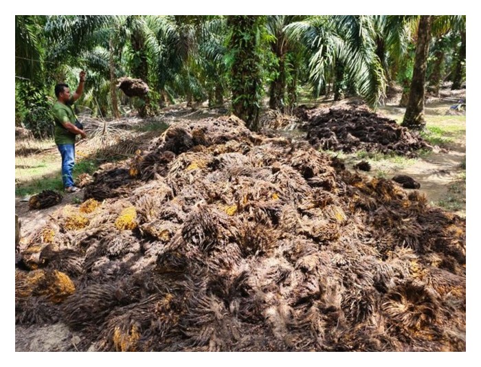 Read more about the article Pekebun kecil sawit mungkin sudah terlepas pandang kepentingan sungkupan biojisim sawit di kawasan sawit dalam menjimat kos baja dan potensi peningkatan hasil?