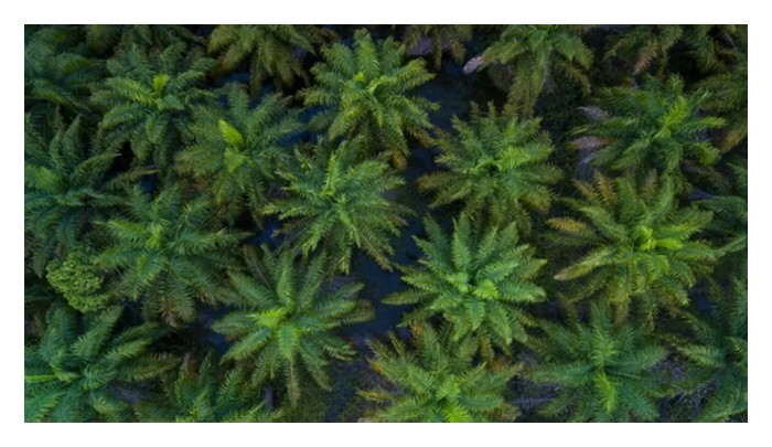 You are currently viewing Menanam sawit pada kepadatan tinggi seperti > 200 pokok/hektar hanya boleh dibicarakan secara teori atau atas buku sahaja tetapi sangat payah dilaksanakan dalam realiti ?