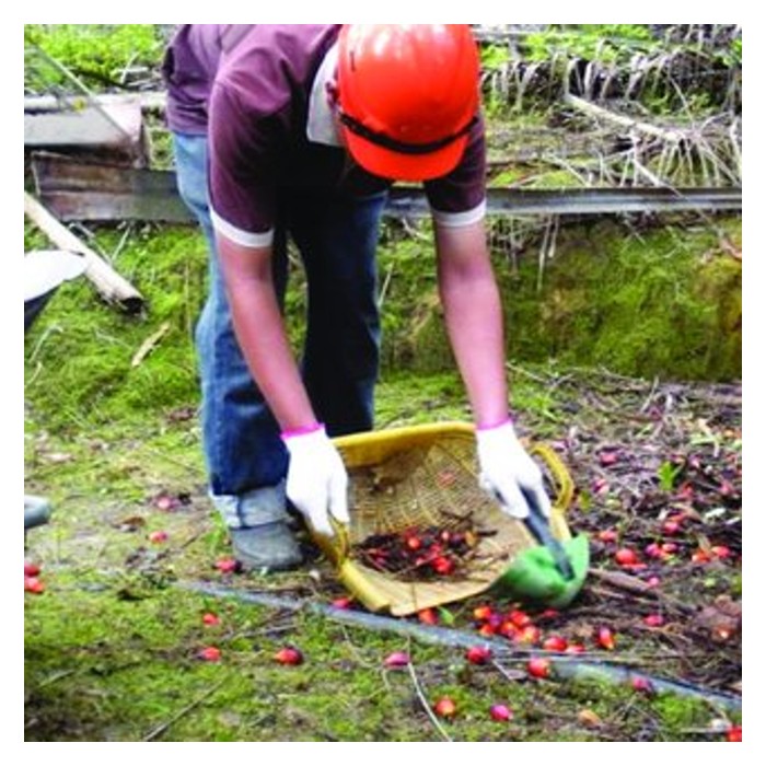 You are currently viewing Seorang penyelidik sawit pernah menyebut tentang pungutan buah relai sawit boleh dijadikan satu kerjaya yang tinggi permintaan. Adakah benar ?
