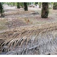 Susunan pelepah lama di kebun adalah kaedah saintifik dalam pengurusan kelembapan?