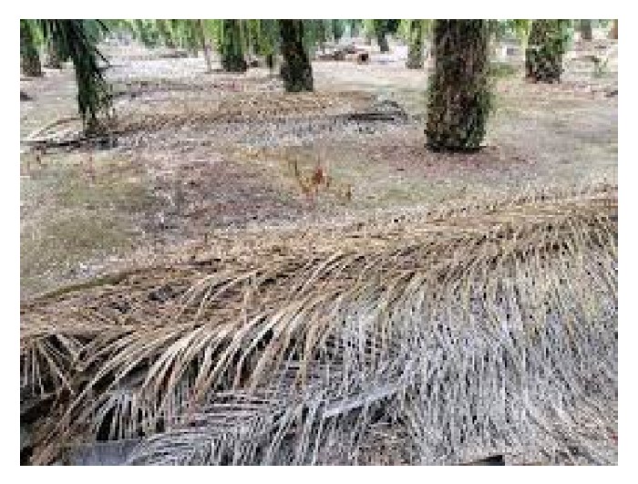 You are currently viewing Susunan pelepah lama di kebun adalah kaedah saintifik dalam pengurusan kelembapan?