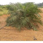 Sawit kurang menghadapi masalah dengan isu air justeru jarang-jarang kedengaran sistem pengairan dipasang di kebun mereka berbanding tanaman lain?