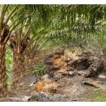 Keberkesanan Trichoderma harzianum dalam rawatan penyakit Ganoderma sawit