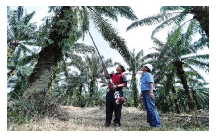 You are currently viewing Apakah usaha dari MPOB untuk meningkatkan kadar penggunaan alat CANTAS memandangkan ia alat sangat cekap dalam kutipan hasil sawit?