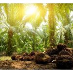 Pancaran cahaya matahari di peringkat masa apa yang paling berkesan untuk proses fotosintesis dan selanjutnya memanfaatkan pengeluaran hasil sawit?