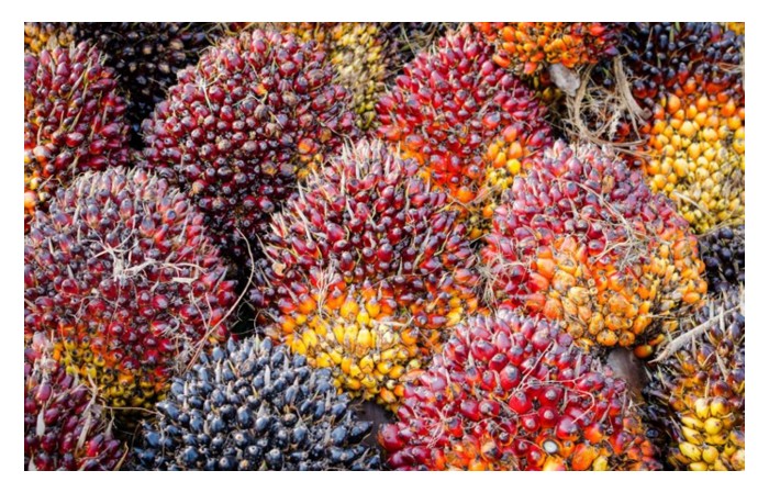 You are currently viewing Adakah Sistem Ganjaran Berdasarkan Berat Buah Tandan Segar (BTS) Wajar Diteruskan?