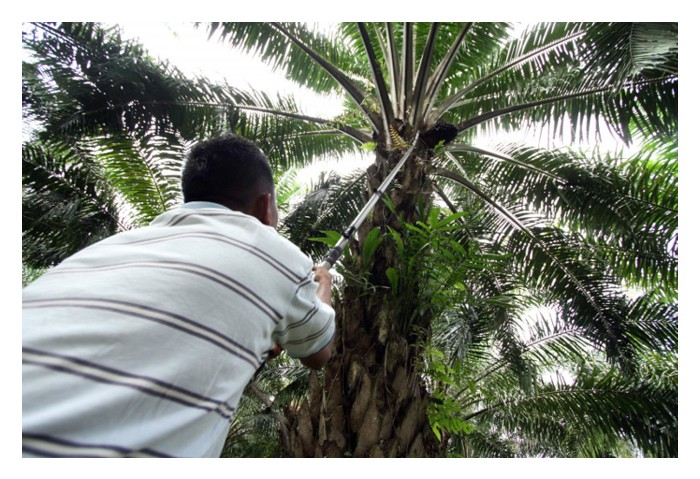You are currently viewing Apakah langkah kawalan agar pemotong buah sawit tidak tertuai buah mengkal khasnya dari pokok tinggi yang sukar nampak buah sudah masak atau tidak?