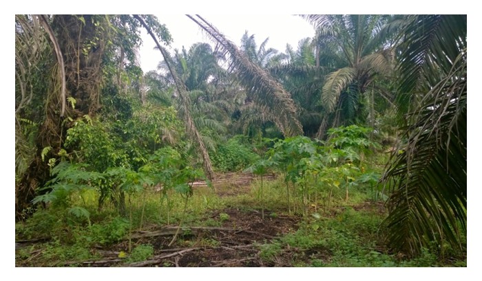 Read more about the article Bagaimana memulihkan produktiviti kebun sawit matang yang sudah lama terbiar?