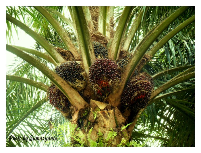 You are currently viewing Hasil sawit 30 tan/ha atau melebihinya lebih mudah diperolehi di tanah pesisir pantai tetapi payah di tanah pedalaman?