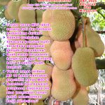 OKT 2025 KELUARAN DUA MINGGUAN (JILID 2)