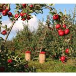 Baja bio organik + baja SOP = kombinasi baja optimum untuk tanaman buah di Malaysia?