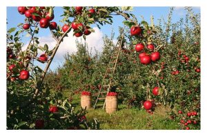 Baja bio organik + baja SOP = kombinasi baja optimum untuk tanaman buah di Malaysia?