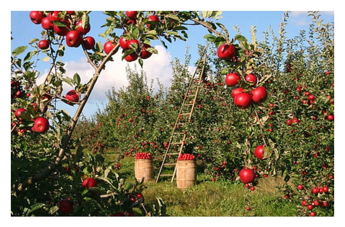 Read more about the article Baja bio organik + baja SOP = kombinasi baja optimum untuk tanaman buah di Malaysia?