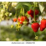 Sering didapati baja sebatian NPK di pasaran walaupun mempunyai label angka yang sama tetapi menunjukkan kecekapan berbeza, kenapa?