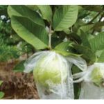 Dari segi kos dan keberkesanan, antara baja tunggal dan baja sebatian, mana satu lebih berbaloi untuk digunakan oleh pekebun?