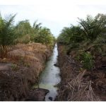 Adakah berbaloi menggunakan baja pelepasan perlahan ke atas tanaman sawit di tanah gambut ?