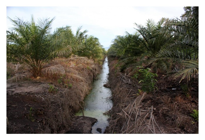 Read more about the article Adakah berbaloi menggunakan baja pelepasan perlahan ke atas tanaman sawit di tanah gambut ?