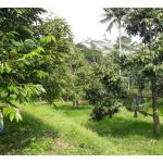 Pembajaan juga berperanan meningkatkan daya ketahanan terhadap penyakit tanaman?