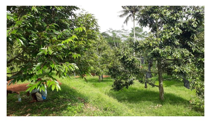 You are currently viewing Pembajaan juga berperanan meningkatkan daya ketahanan terhadap penyakit tanaman?