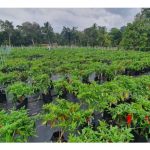 Apakah isyarat awas kepada pekebun sayuran agar tidak terjerat dalam lambakan hasil : Cadangan praktikal