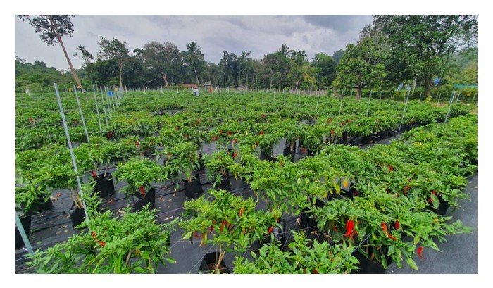 You are currently viewing Apakah isyarat awas kepada pekebun sayuran agar tidak terjerat dalam lambakan hasil : Cadangan praktikal