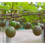 Apakah jenis tanaman sementara yang sesuai ditanam untuk memutuskan habitat penyakit buah markisa dalam masa perantaraan penanaman buah ini? Berapa lama sebelum narkisa boleh ditanam semula?