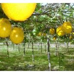 Apakah kelebihan tanaman buah markisa jika dibandingkan dengan tanaman jambu batu dan betik?