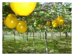 Apakah kelebihan tanaman buah markisa jika dibandingkan dengan tanaman jambu batu dan betik?